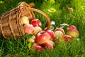 Apples Royalty Free Stock Photo