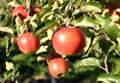 Apples Royalty Free Stock Photo