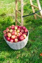 Apples red ripe fruits basket on grass near ladder. Apple harvest concept. Ripe organic fruits in garden. Autumn Royalty Free Stock Photo