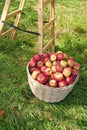 Apples red ripe fruits basket on grass near ladder. Apple harvest concept. Ripe organic fruits in garden. Autumn Royalty Free Stock Photo