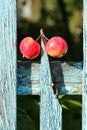 Apples Royalty Free Stock Photo