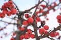 Apples rennets on apple in winter Royalty Free Stock Photo