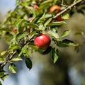 The apples are ripe. Apple picking season. Black Forest. Germany Royalty Free Stock Photo