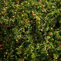 The apples are ripe. Apple picking season. Black Forest. Germany Royalty Free Stock Photo