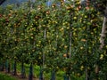 The apples are ripe. Apple picking season. Black Forest. Germany Royalty Free Stock Photo