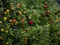 The apples are ripe. Apple picking season. Black Forest. Germany Royalty Free Stock Photo