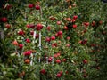 The apples are ripe. Apple picking season. Black Forest. Germany Royalty Free Stock Photo