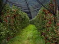 The apples are ripe. Apple picking season. Black Forest. Germany Royalty Free Stock Photo