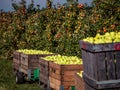 The apples are ripe. Apple picking season. Black Forest. Germany Royalty Free Stock Photo