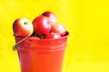 Apples are ripe red. Harvest apples in a red bucket on a yellow background.