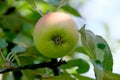 Apples ripen on a branch