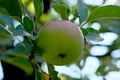 Apples ripen on a branch