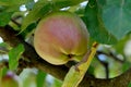 Apples ripen on a branch