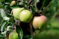 Apples ripen on a branch