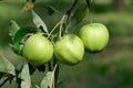 Apples ripen on a branch