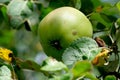 Apples ripen on a branch