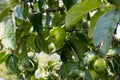 Apples ripen on the tree.