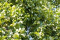 Apples ripen on the tree.