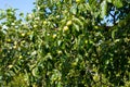 Apples ripen on the tree.