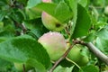 Apples ripen on the tree branch Royalty Free Stock Photo