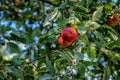 Apples ripened on a tree Royalty Free Stock Photo