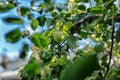 Apples ripened on a tree Royalty Free Stock Photo