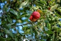 Apples ripened on a tree Royalty Free Stock Photo