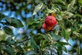 Apples ripened on a tree Royalty Free Stock Photo