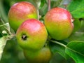 Apples ripening