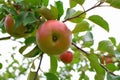 Apples on tree branch Royalty Free Stock Photo