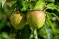 Apples riping on apple tree with rain grops, close up, new harvest