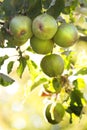 Apples riping on appletree in summer