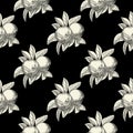 Apples seamless pattern on black background. Vintage botanical wallpaper Royalty Free Stock Photo