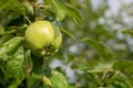 Apples Semerenko Royalty Free Stock Photo