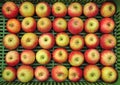 Apples set in rows