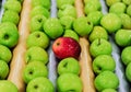 Apples sorting and packing Royalty Free Stock Photo