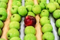 Apples sorting and packing Royalty Free Stock Photo