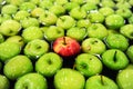 Apples sorting and packing Royalty Free Stock Photo