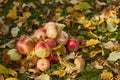 Apples stacked in a pile on the ground in the garden Royalty Free Stock Photo