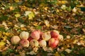 Apples stacked in a pile on the ground in the garden Royalty Free Stock Photo