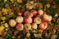 Apples stacked in a pile on the ground in the garden Royalty Free Stock Photo