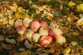 Apples stacked in a pile on the ground in the garden Royalty Free Stock Photo