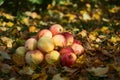 Apples stacked in a pile on the ground in the garden Royalty Free Stock Photo