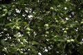 The apples are about to get ripen on the tree Royalty Free Stock Photo
