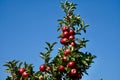 Apples on top of a Tree with Sky Behind Royalty Free Stock Photo