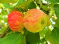Apples tree Royalty Free Stock Photo
