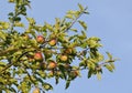 Apples on tree