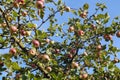 Apples on tree against sky