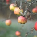 Apples Royalty Free Stock Photo