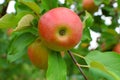 Apples on tree branch Royalty Free Stock Photo